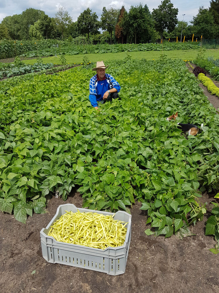Groenten velden - De Weitens - Ecologische Tuinderij en Wilma's Terras